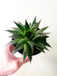 Aloe aristata "Lace Aloe" 4"
