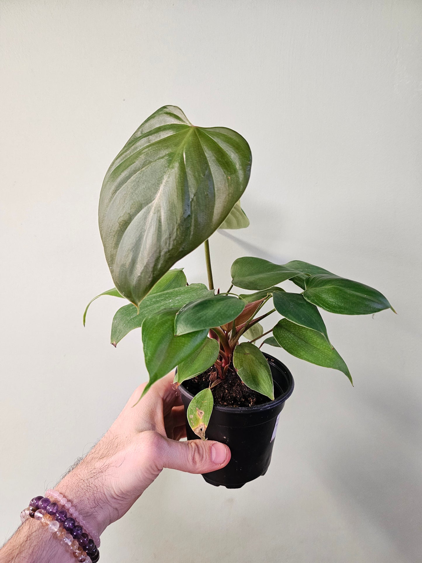 Philodendron lynamii 4"