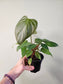 Philodendron lynamii 4"