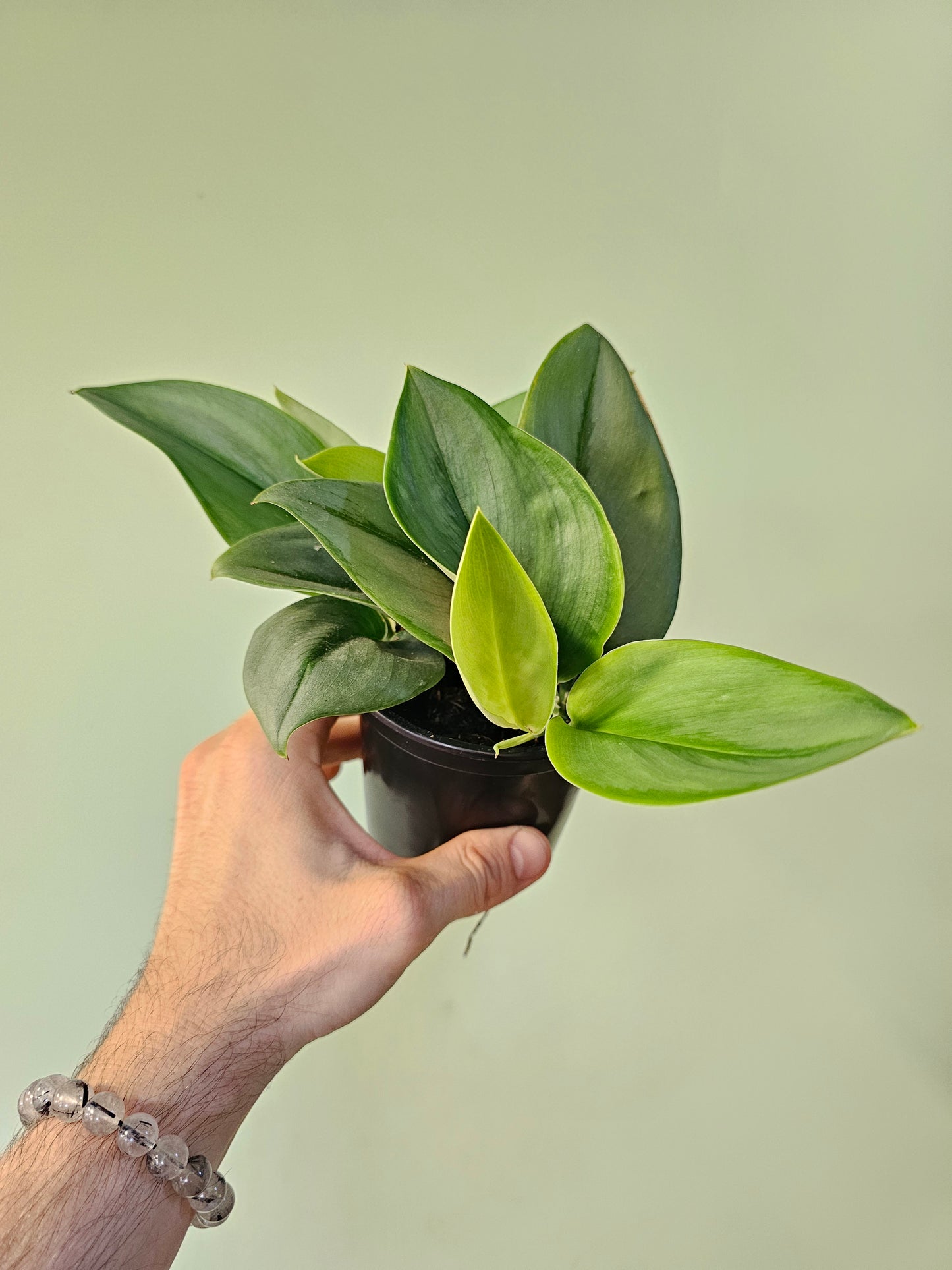 Scindapsus treubii 'Moonlight' 4"