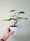 Syngonium podophyllum 4"