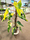 SAAM Auction - XXL Variegated Philodendron Domesticum