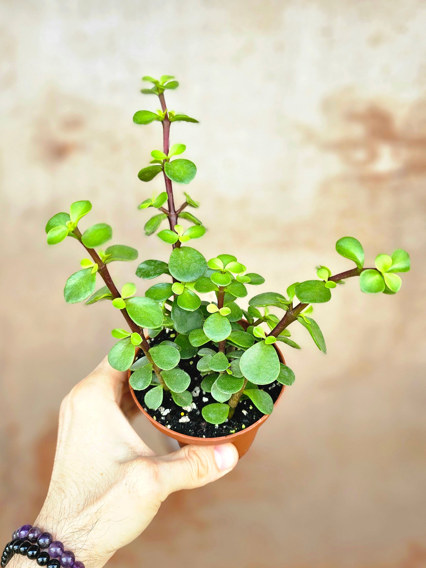 Portulacaria afra "Elephant Bush" 4"