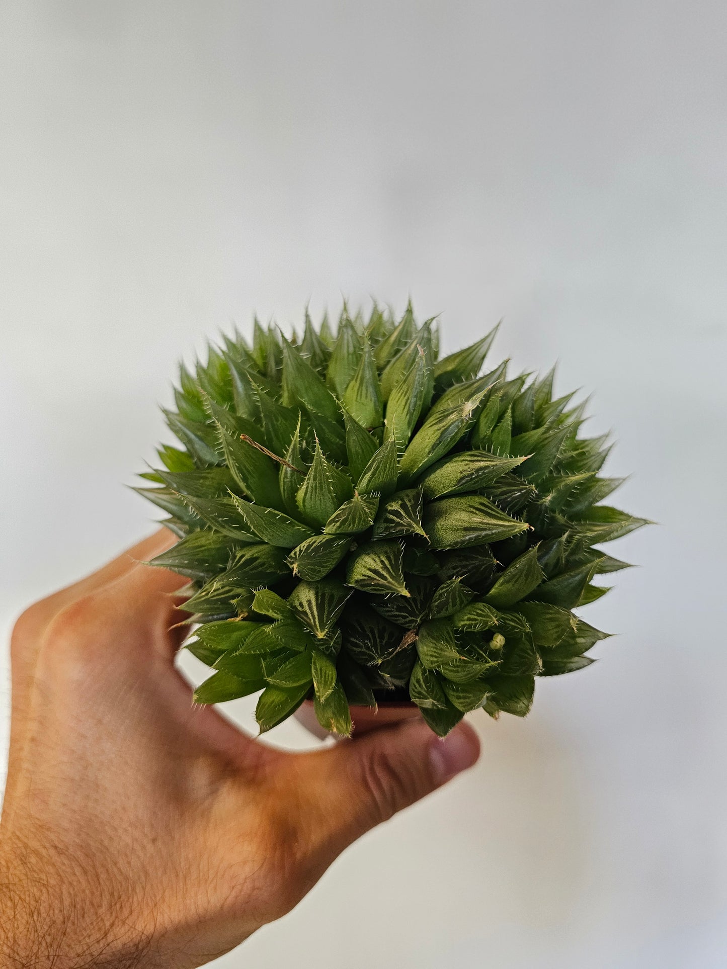 Haworthia cooperi 4"