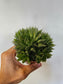 Haworthia cooperi 4"