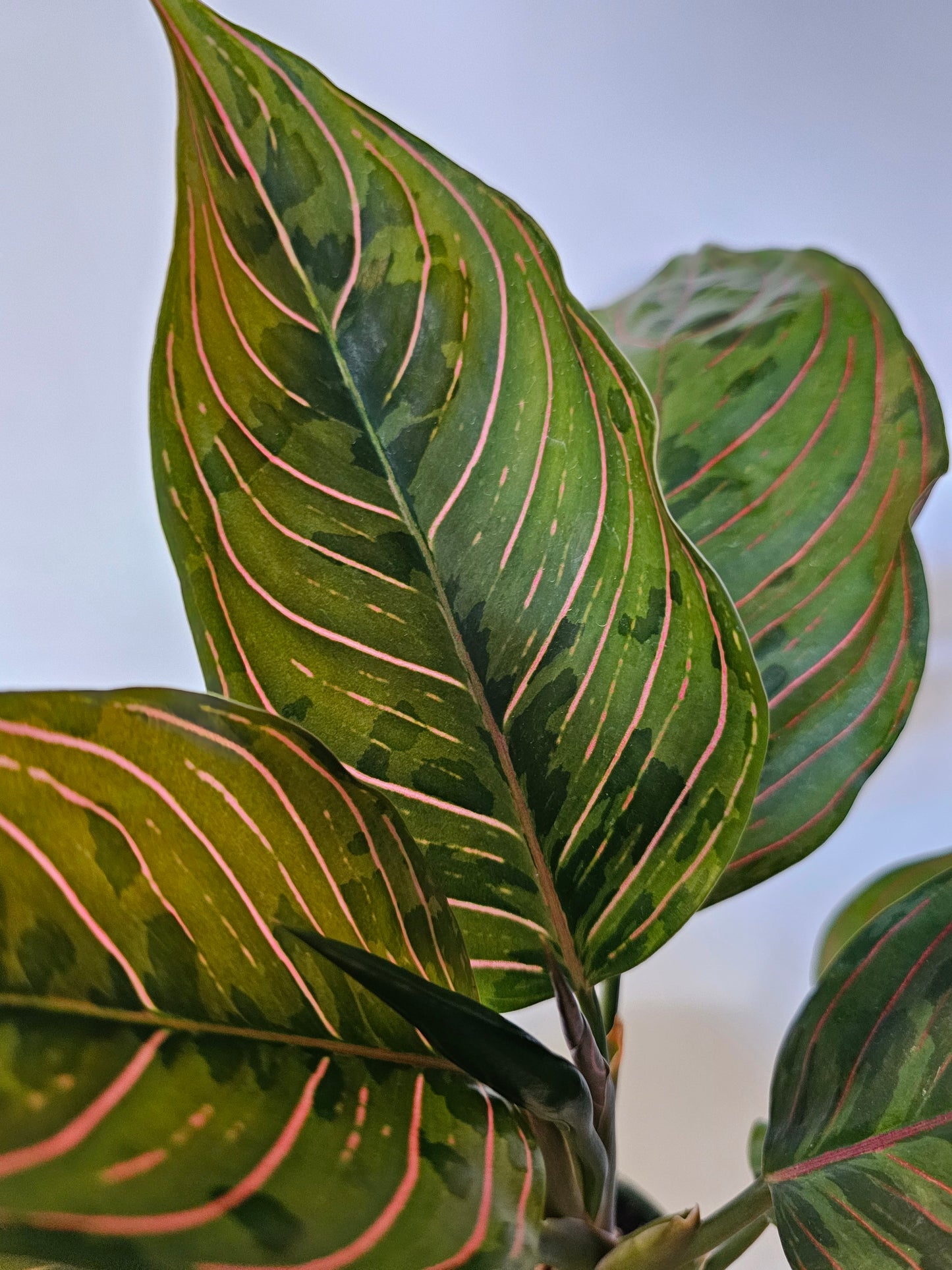Aglaonema 'Red Army' 4"