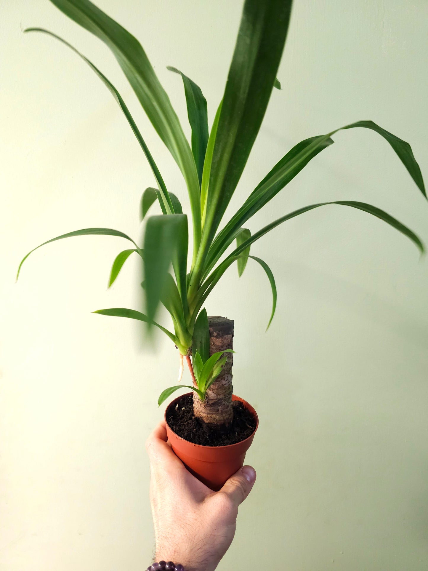 Yucca gigantea 4"