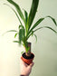 Yucca gigantea 4"