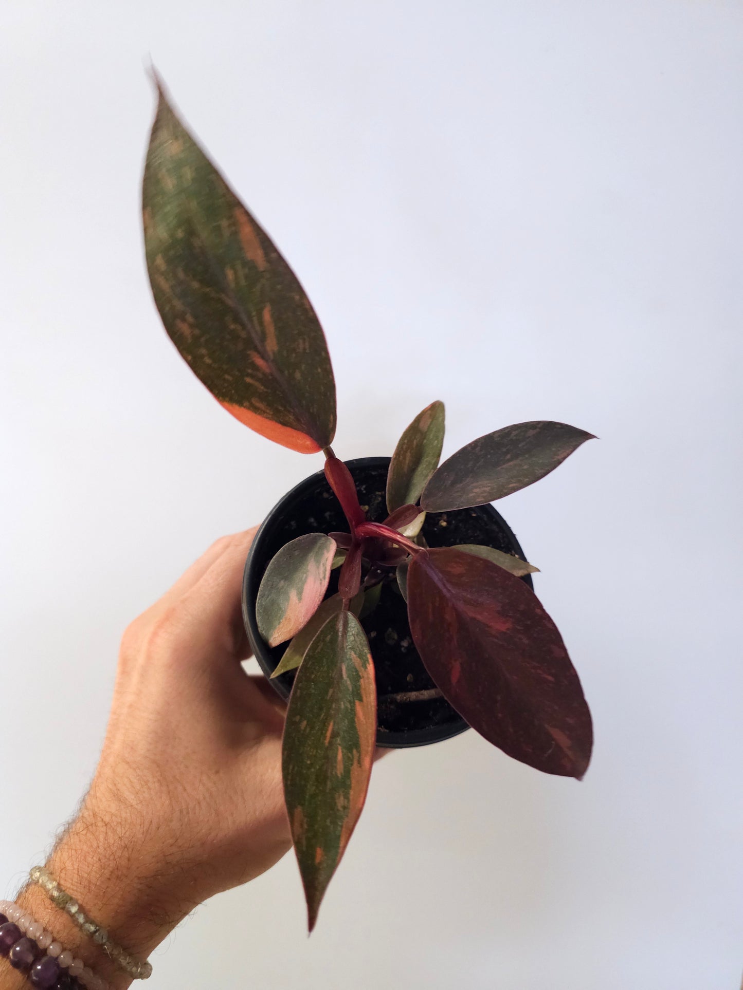 Philodendron 'Orange Princess' 4"