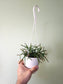 Rhipsalis burchellii 4.5" HB