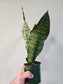 Sansevieria 'Jaboa' 3.5"
