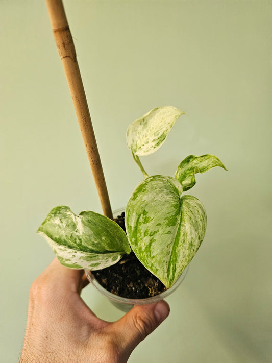 Scindapsus 'Peasun' 3.5"