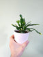 Rhipsalidopsis gaertneri "Spring/Easter Cactus" 4"