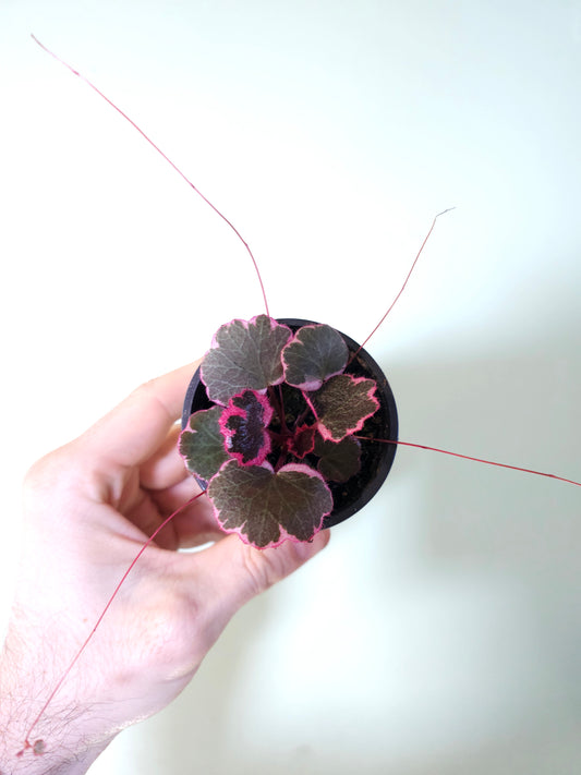 Saxifraga stolonifera Variegated "Tricolor Strawberry Begonia" 2.5"