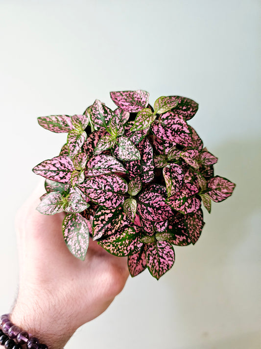 Hypoestes phyllostachya "Pink Polka Dot Plant" 4"