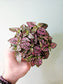 Hypoestes phyllostachya "Pink Polka Dot Plant" 4"