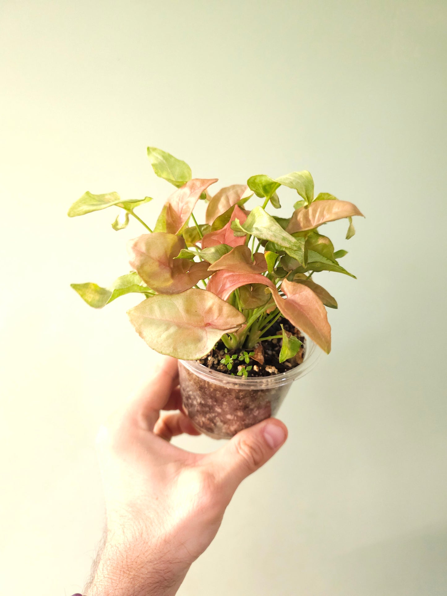 Syngonium 'Coral' 4"