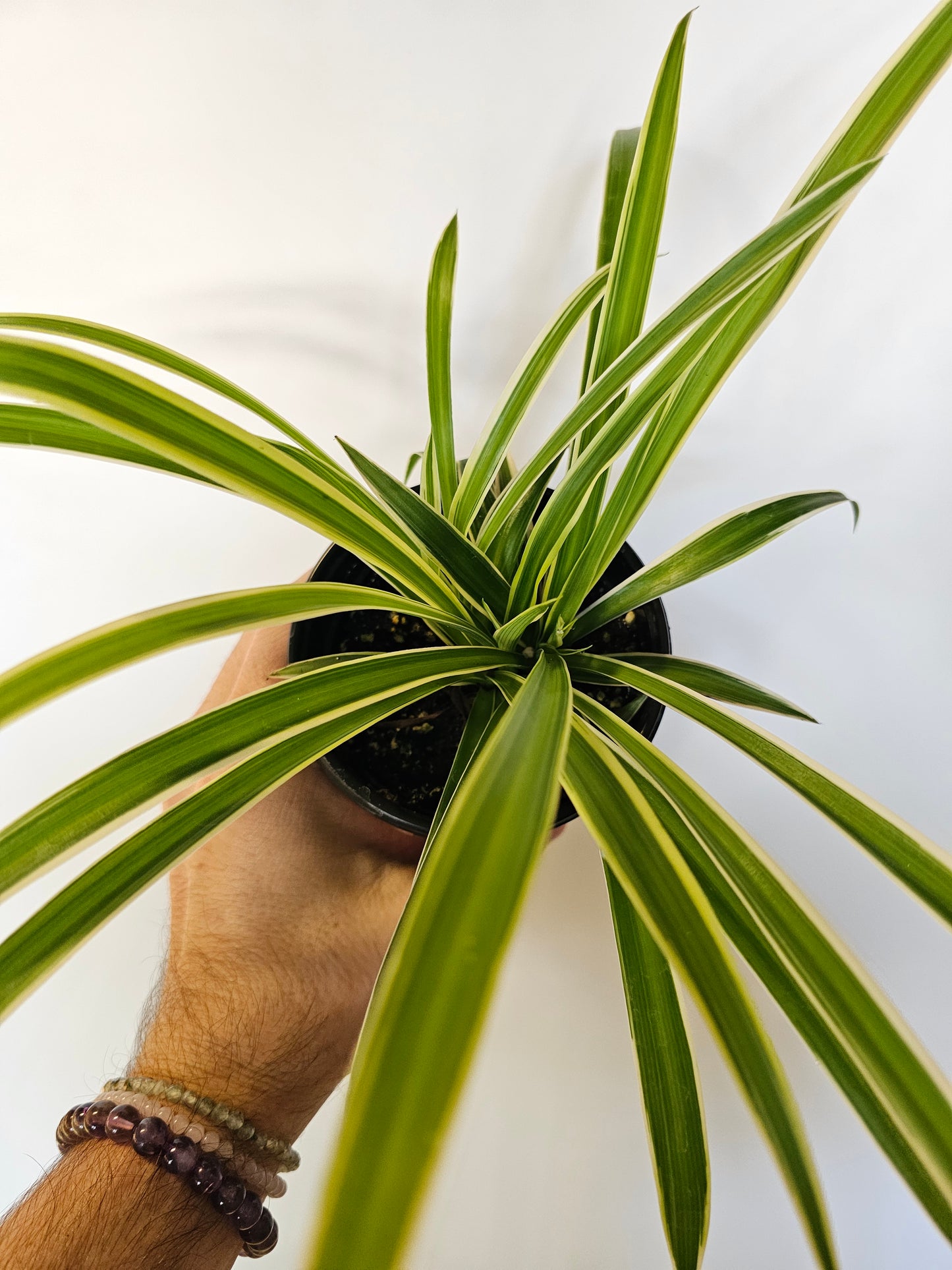 Chlorophytum comosum 'Irish' Variegated Spider Plant 4"