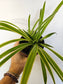 Chlorophytum comosum 'Irish' Variegated Spider Plant 4"