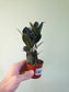 Zamioculcas zamiifolia 'Oscura' Black ZZ 3"