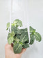 Fittonia Albivenis White Nerve Plant 4" HB