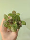 Fittonia albivenis cv. Extra Pink (QB Original)