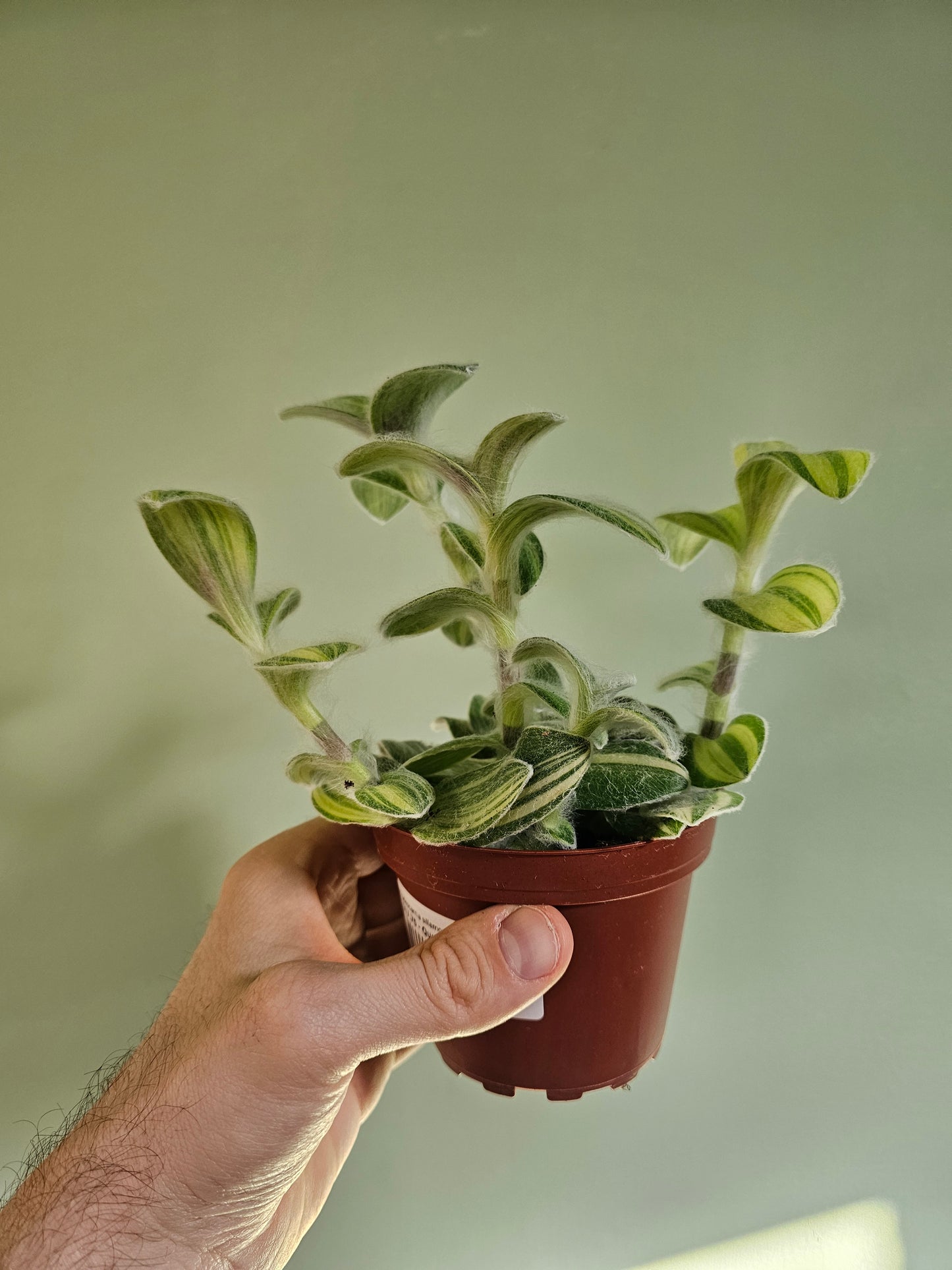 Tradescantia sillamontana 'Velvet Stripes' 4"