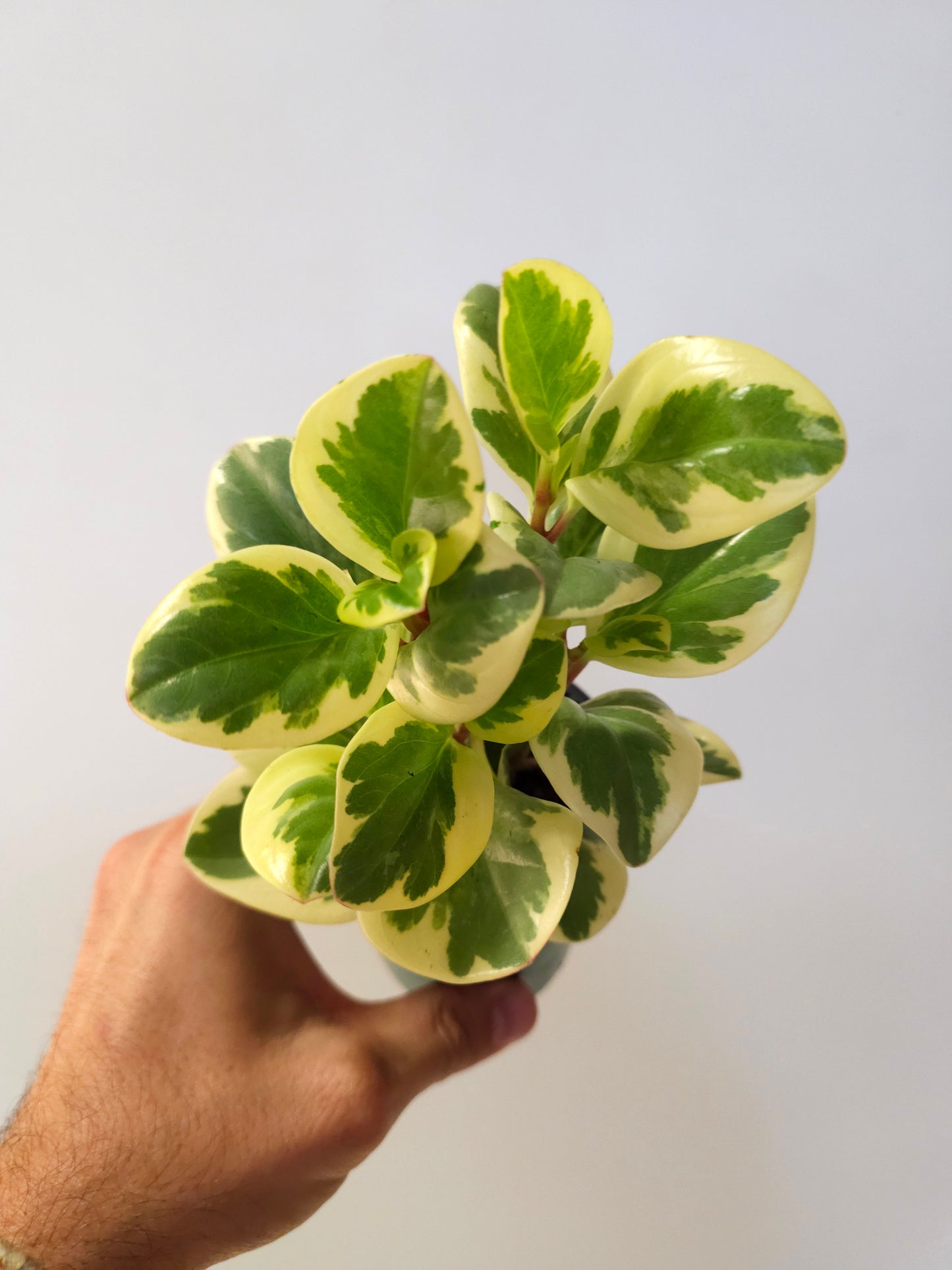 Peperomia obtusifolia 'Citrus Twist' 3.5"