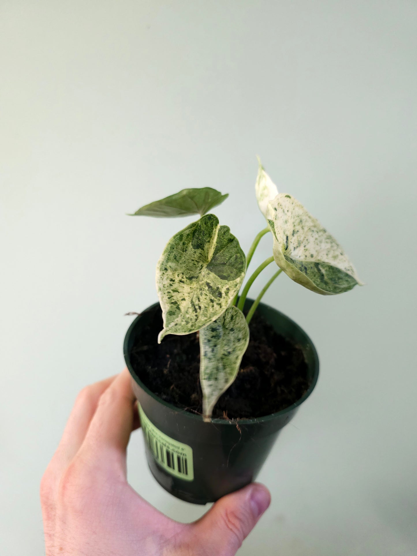 Alocasia 'Dragon Scale' Mint Variegated 4"