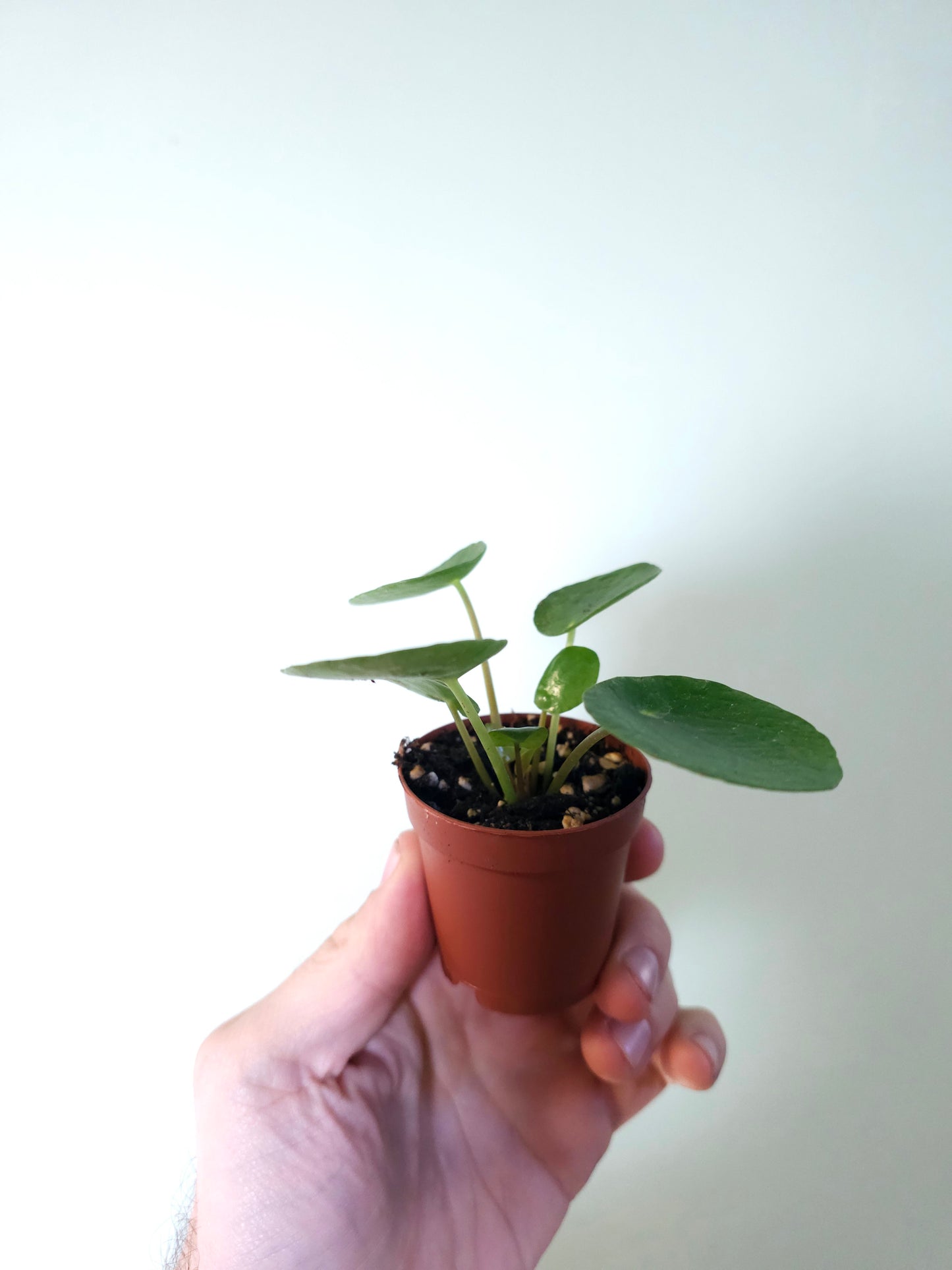 Pilea peperomioides "Money plant/UFO Plant" 2"