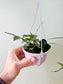 Hoya 'Chouke' 4" HB