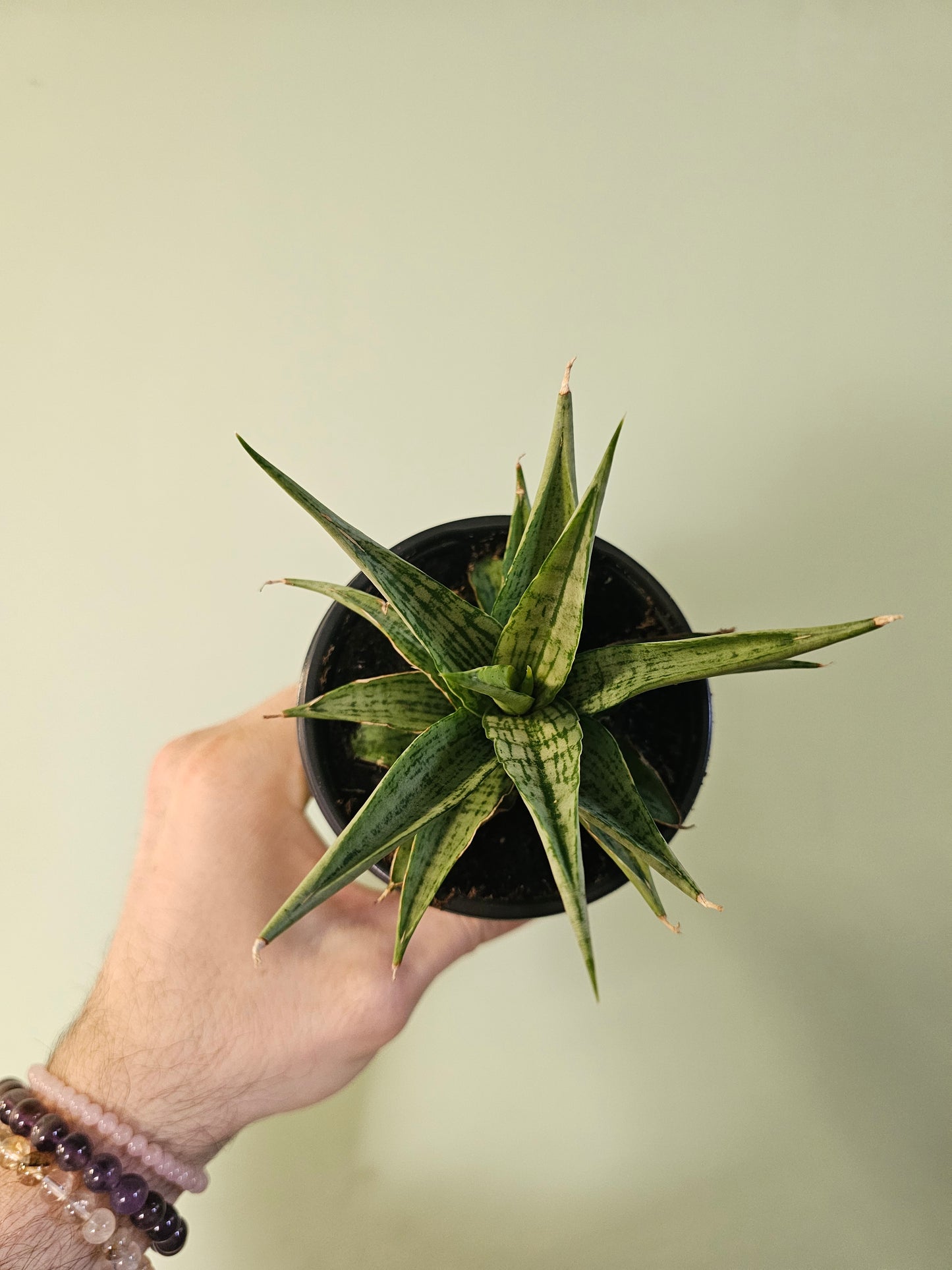 Sansevieria 'Snowflake' 3.5"