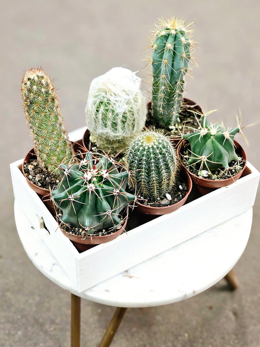 SAAM Auction - Cactus Collector's Starter Pack