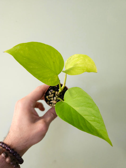 Epipremnum aureum 'Neon' Pothos 2"
