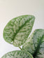 Scindapsus pictus 'Exotica' 4"