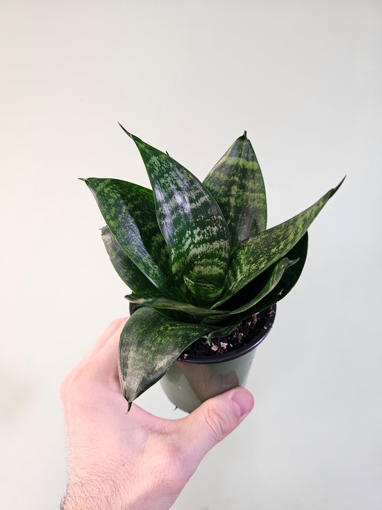Sansevieria hahnii 'Forest Star' 3.5"
