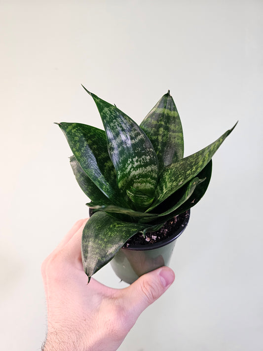Sansevieria hahnii 'Forest Star' 3.5"