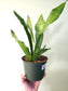 Sansevieria trifasciata 'Moonshine' 6"