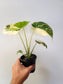 Monstera deliciosa 'Crème Brûlée' 4"