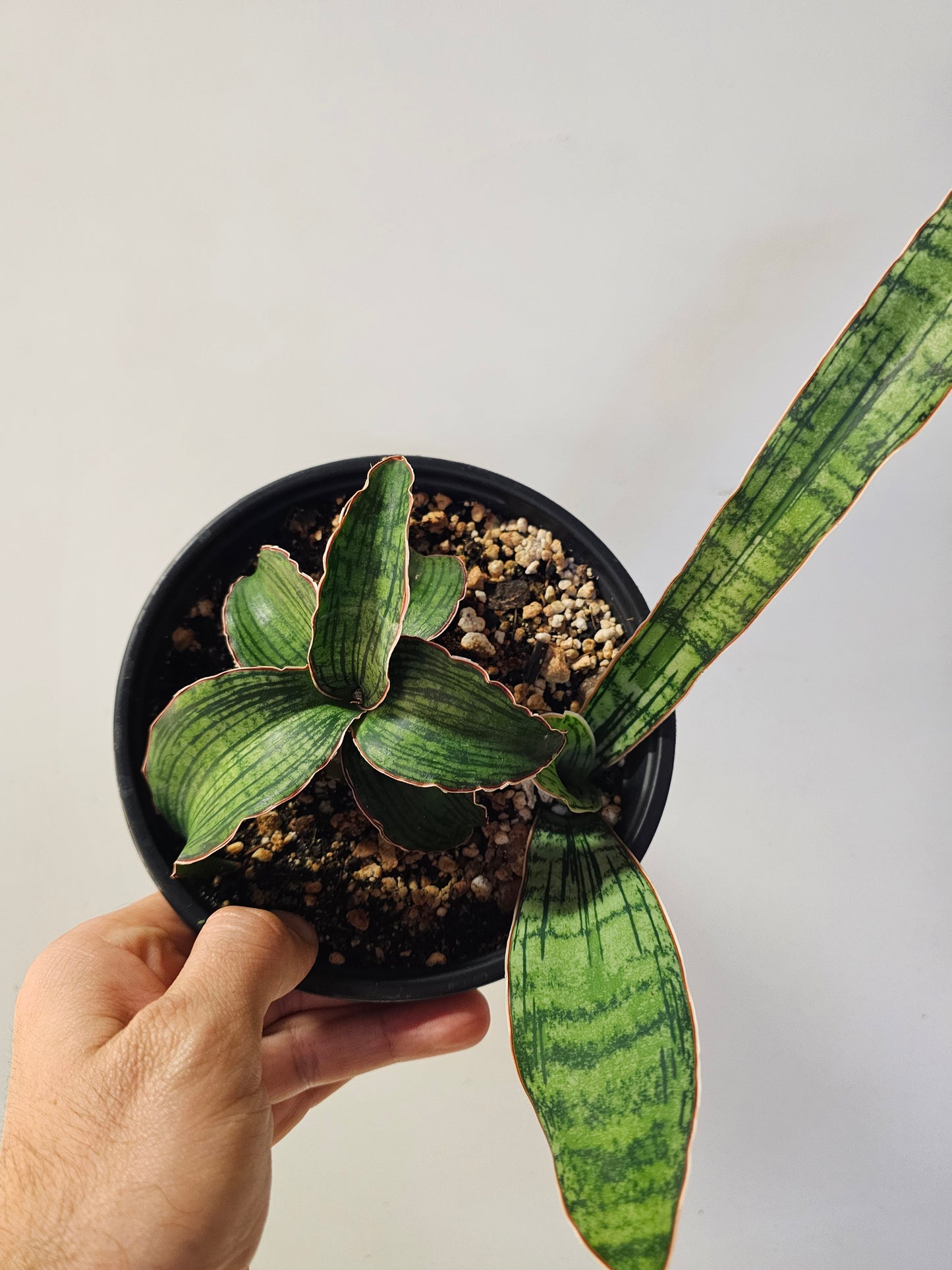 Sansevieria kirkii 'Cleopatra' 6"