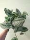 Scindapsus pictus 'Silver Queen' 6”
