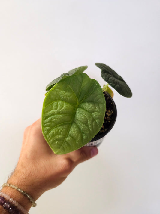 Alocasia melo 4"