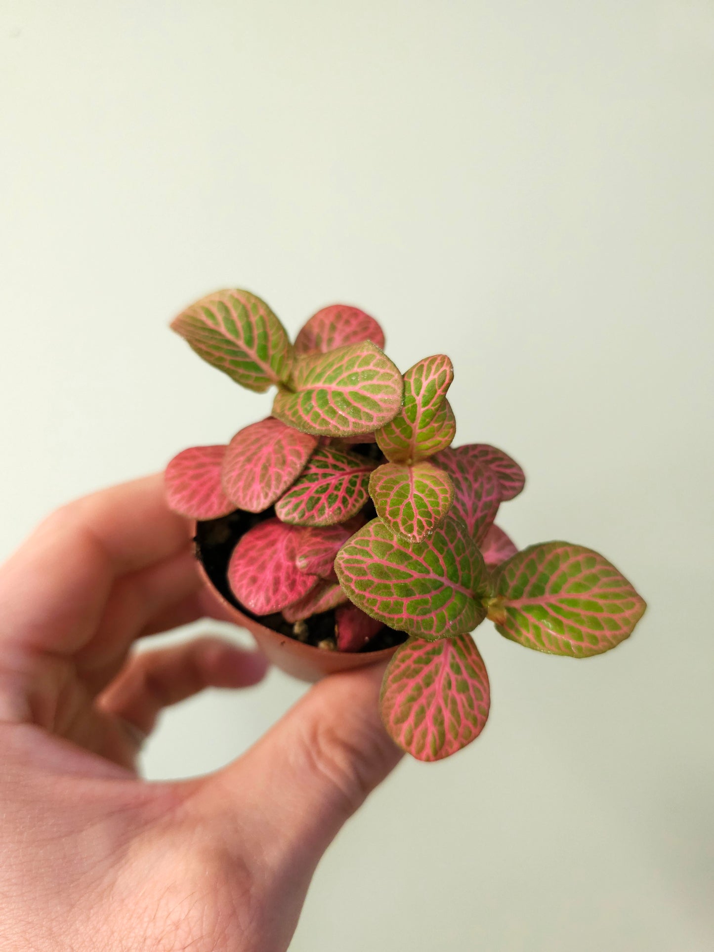 Fittonia albivenis 'Strawberry Blossom' Nerve Plant 2"