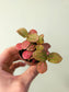 Fittonia albivenis 'Strawberry Blossom' Nerve Plant 2"