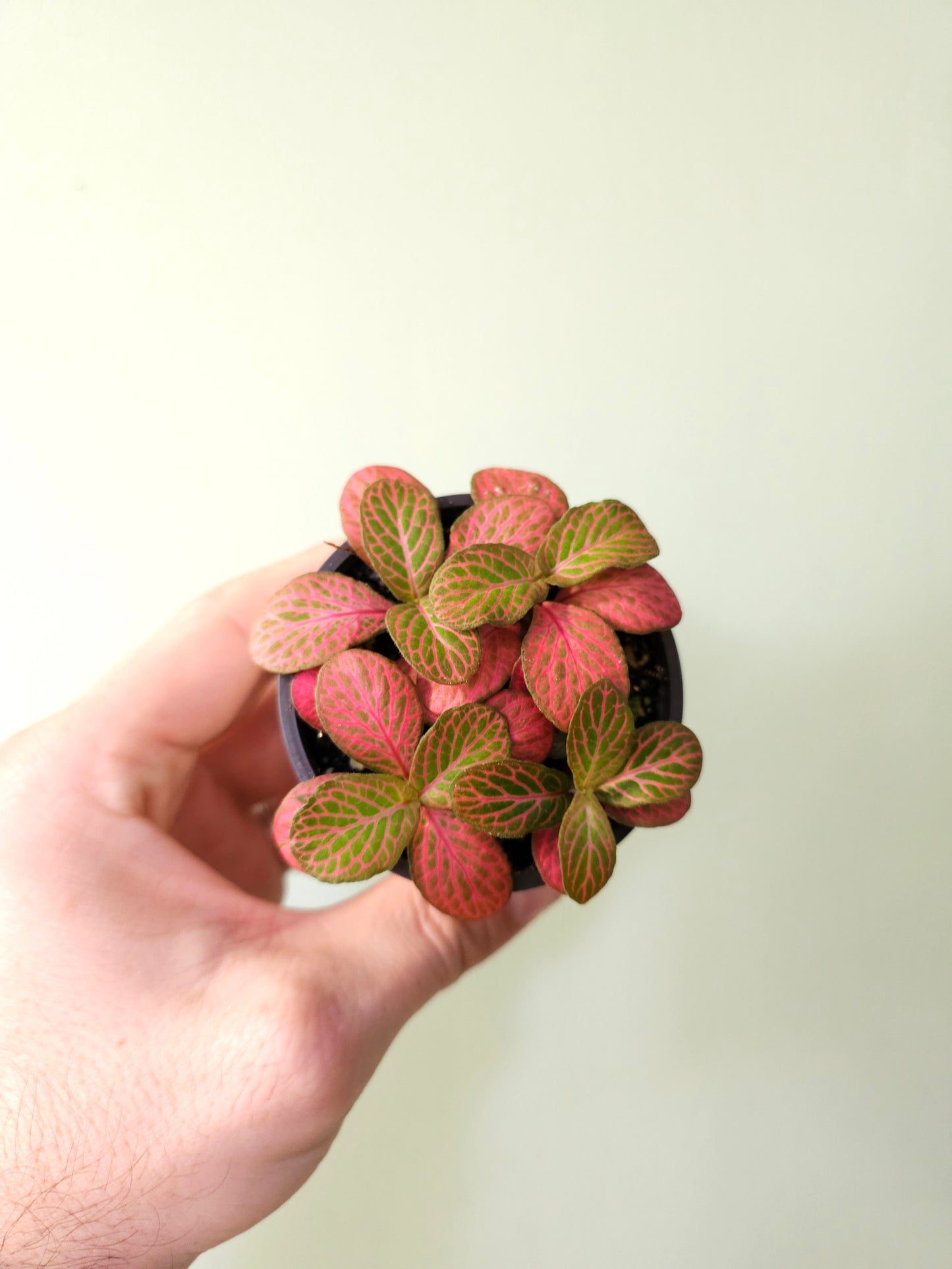 Fittonia albivenis 'Strawberry Blossom' Nerve Plant 2.5"