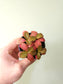 Fittonia albivenis 'Strawberry Blossom' Nerve Plant 2.5"