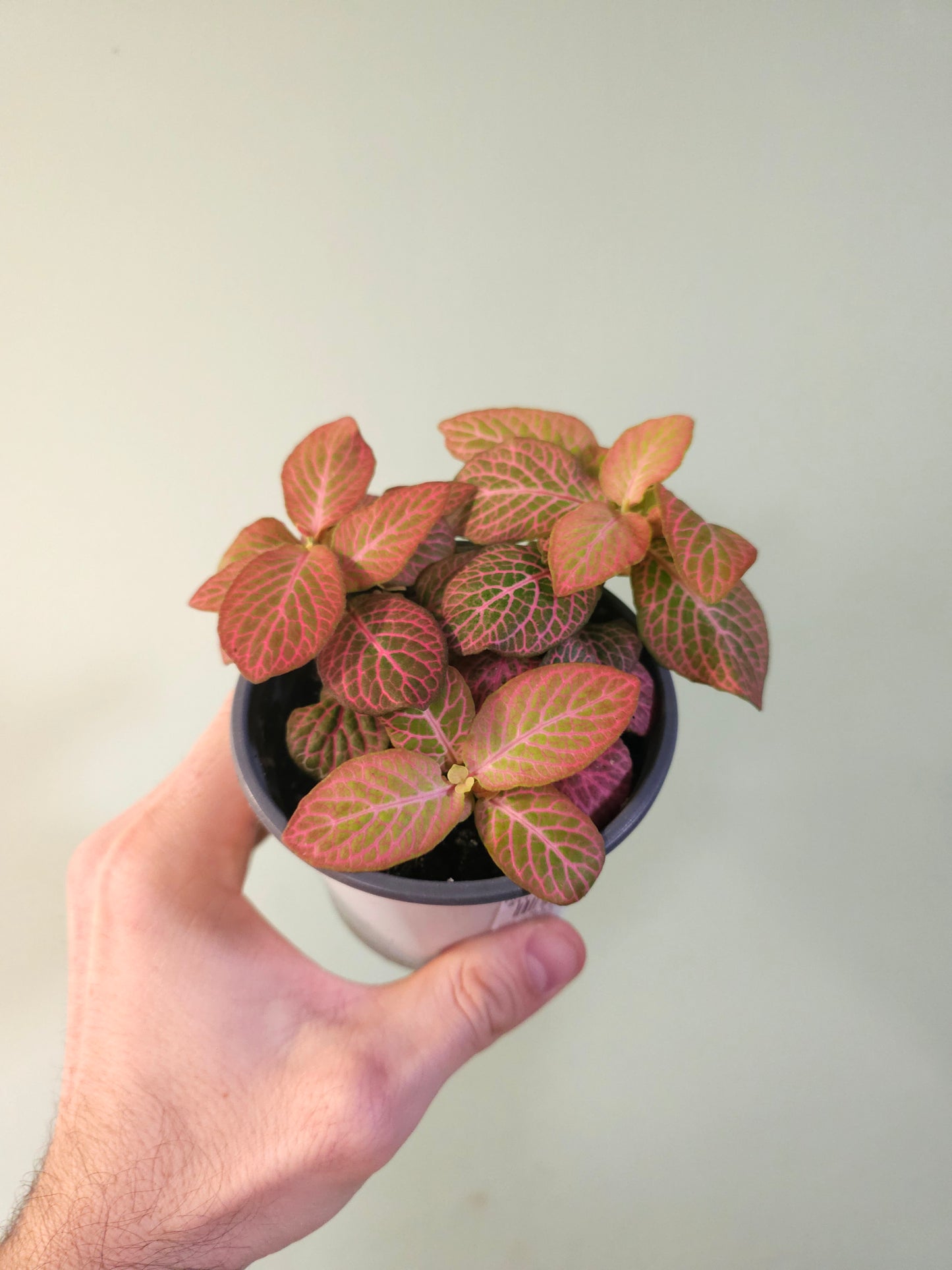 Fittonia albivenis 'Strawberry Blossom' Nerve Plant 4"