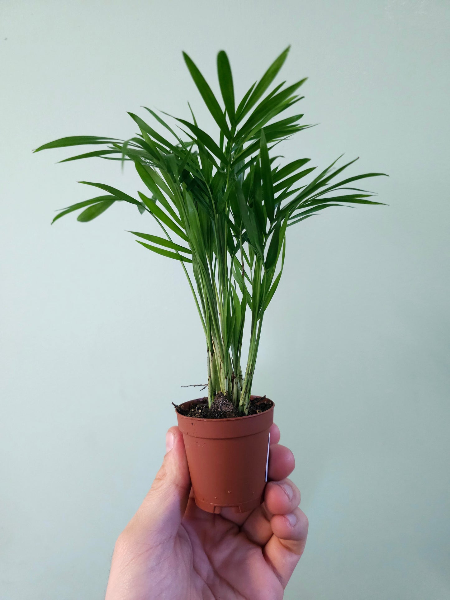 Chamaedorea elegans "Mini Bella Palm" 2"