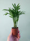 Chamaedorea elegans "Mini Bella Palm" 2"