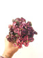 Hypoestes phyllostachya 'Magenta' "Polka Dot Plant" 4"